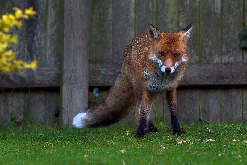 The Pongtastic Mr Fox