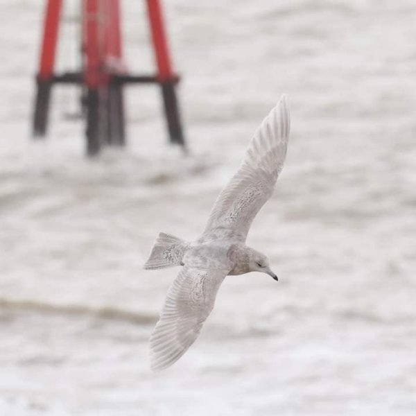 February 2022 - Rye Harbour Nature Reserve Sightings