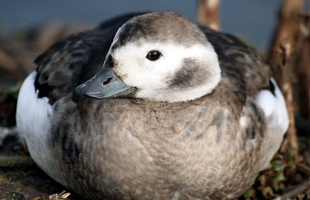 November 2019 - Rye Harbour sightings