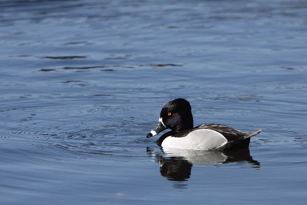 March 2019 - Rye Harbour Nature Reserve Sightings