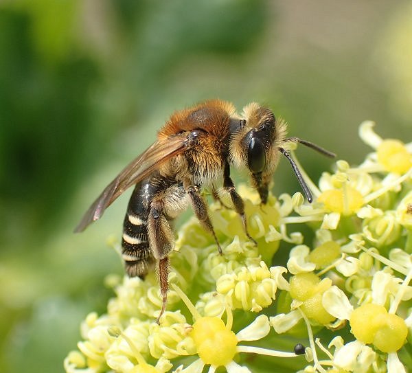 The Bees Knees