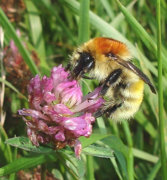 Management for Bumblebees at Rye Harbour
