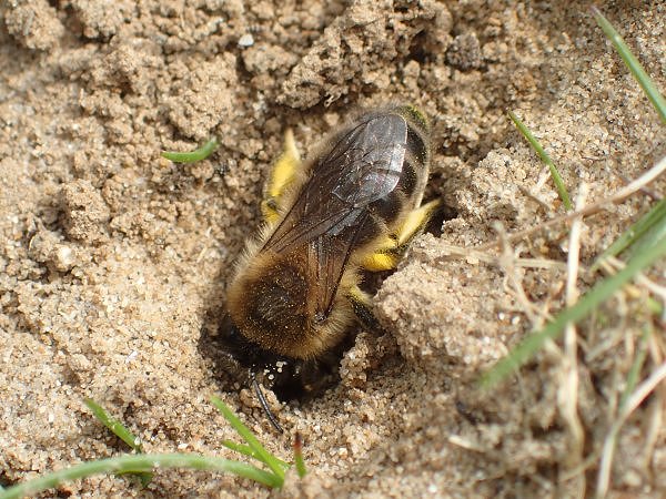 Bees at Castle Water