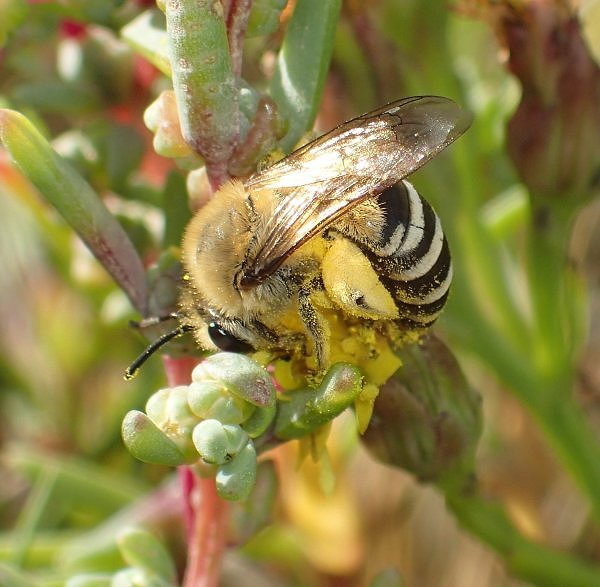 Rye Harbour Nature Reserve Sightings - September 2018