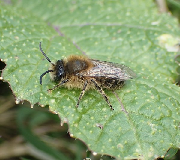 I'll bee seeing you!