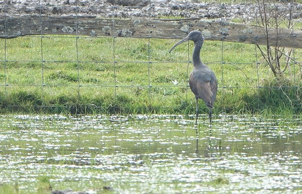 March 2020 - Rye Harbour Wildlife