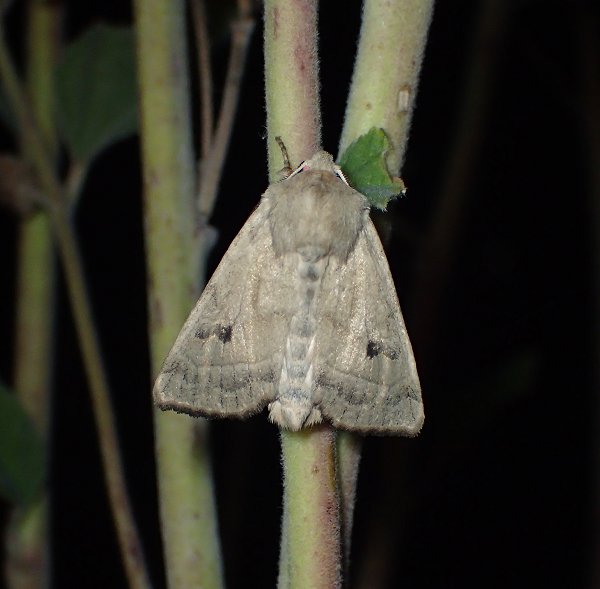 September 2020 - Rye Harbour Nature Reserve Sightings
