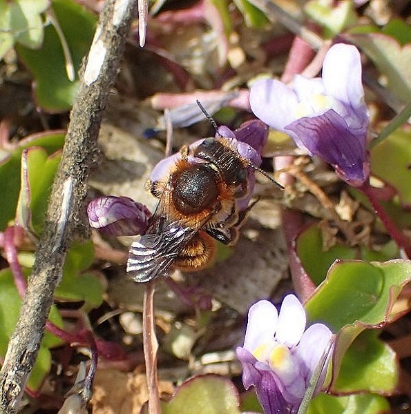 Gold-fringed Mason Bee