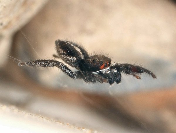 May 2019 - Rye Harbour Nature Reserve Sightings