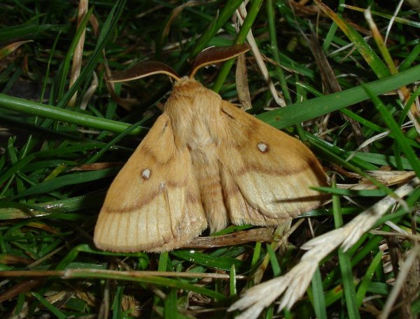 August 2019 - Rye Harbour Nature Reserve Sightings