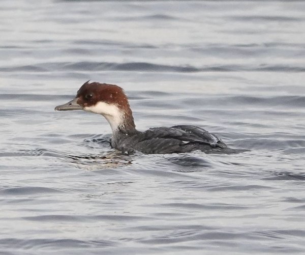 December 2019 - Rye Harbour Wildlife