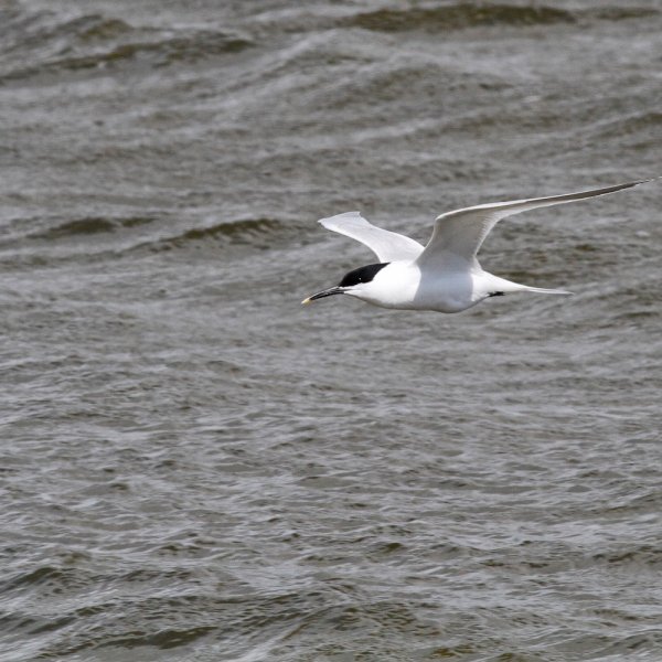 February 2020 - Rye Harbour wildlife