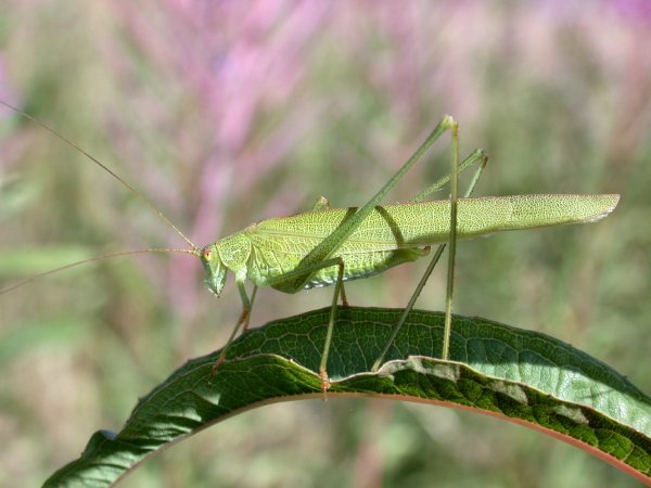 Rye Harbour Nature Reserve Sightings - September 2022