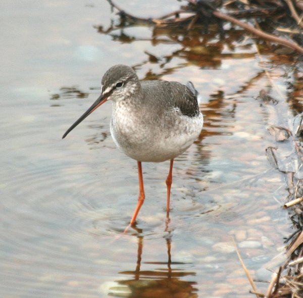 Rye Harbour Nature Reserve Sightings - February 2019
