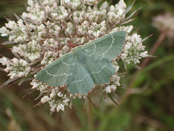 Return of the Sussex Emerald