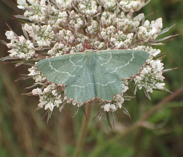 Sussex Emerald at Rye Harbour