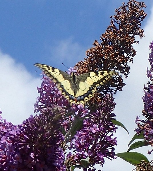 August 2020 - Rye Harbour Nature Reserve Sightings