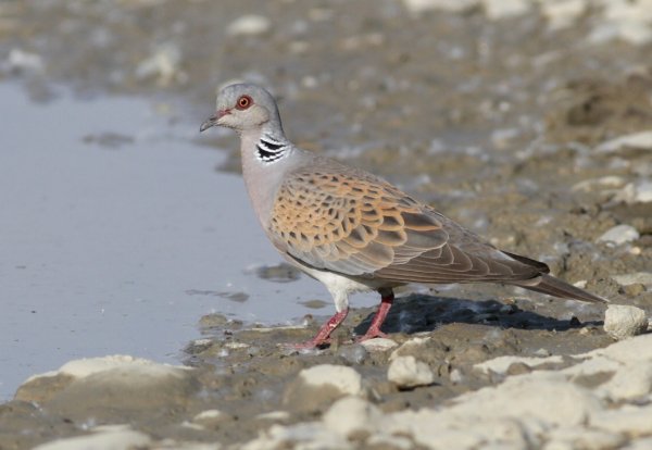 June 2019 - Rye Harbour Nature Reserve Sightings