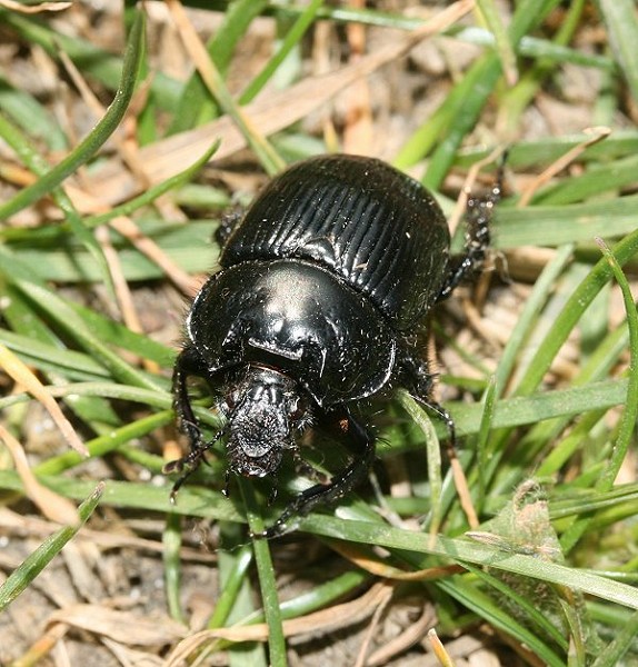 The Delights of Dung