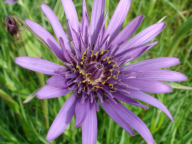 Rye Harbour Nature Reserve Wildlife Sightings –  May 2023