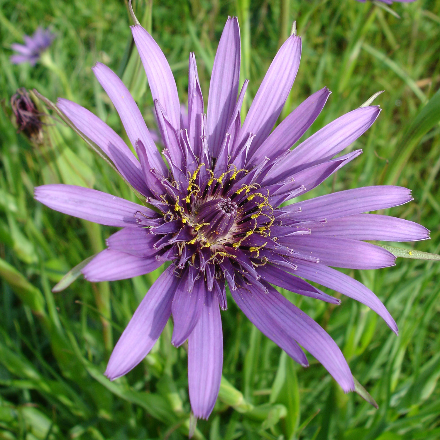 Rye Harbour Nature Reserve Wildlife Sightings –  May 2023