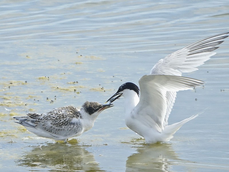 Help us secure the future of Sussex Wildlife Trust's first visitor centre