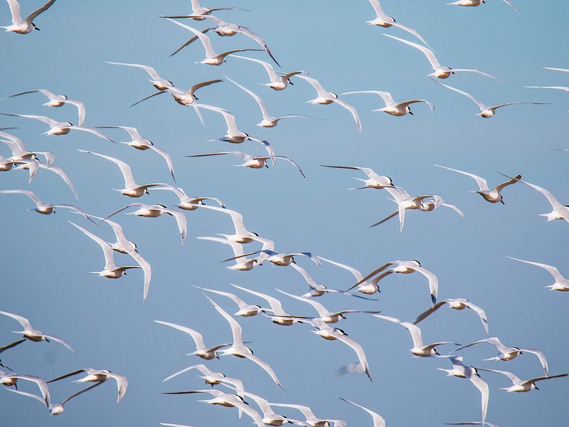 Autumn & winter events 2021 at Rye Harbour Nature Reserve