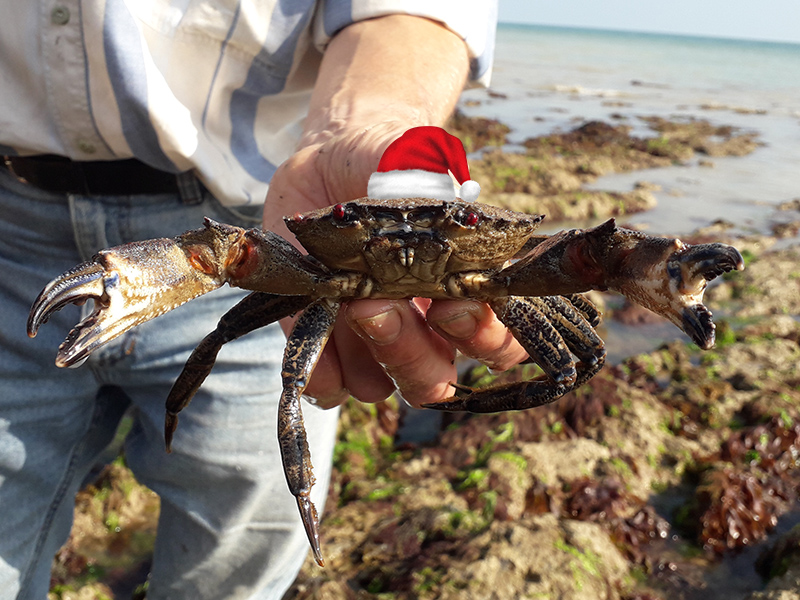 Merry Christmas from Sussex Seas