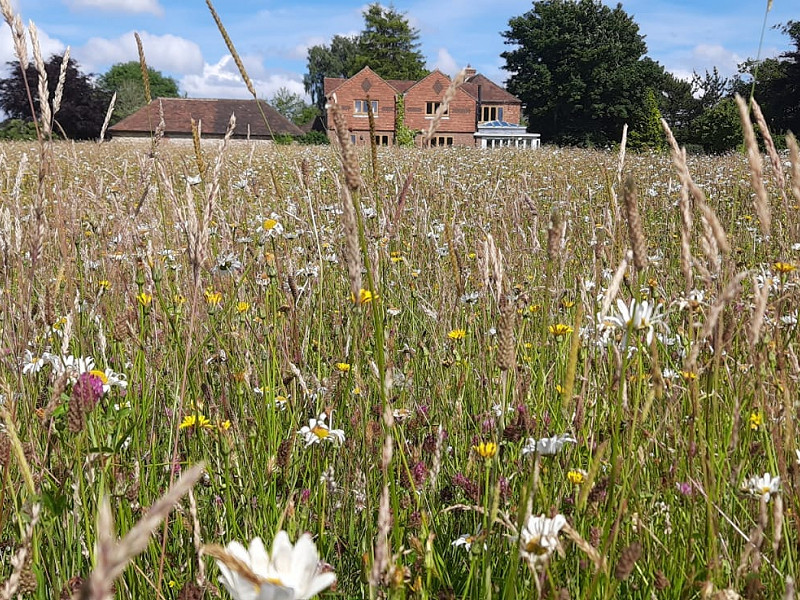 Online Talk: Wildflower Meadows