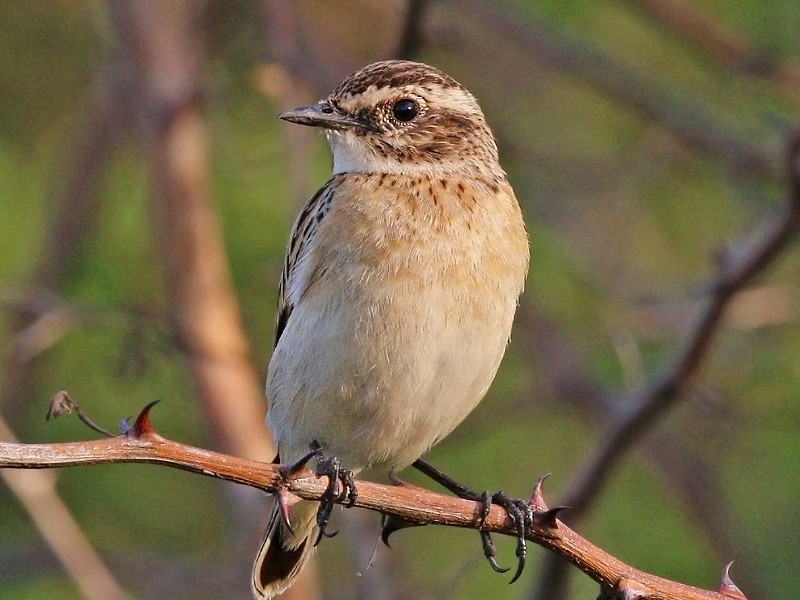 Rye Harbour Nature Reserve Sightings - August 2018