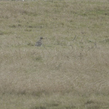 September 2019 - Rye Harbour Nature Reserve Sightings