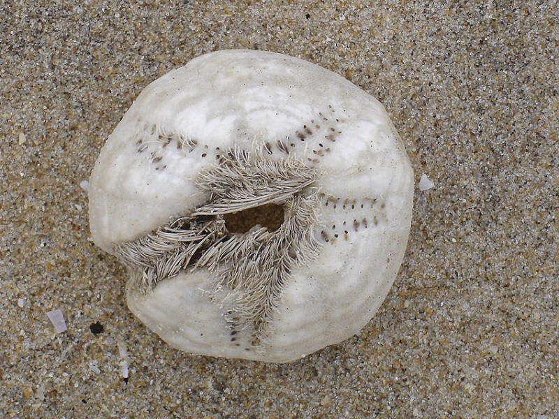 A Year at Rye Harbour talk - Answers