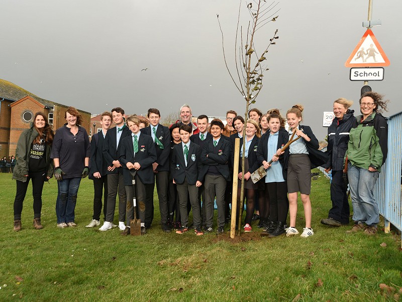 'Elms for Armistice' in Seaford, supporting white-letter hairstreak butterflies