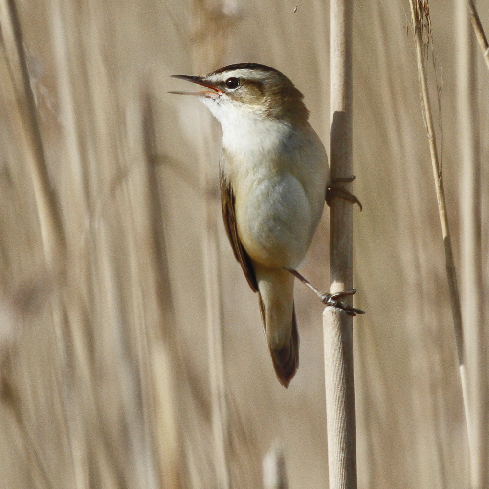 Rye Harbour Nature Reserve Wildlife Sightings – March 2023
