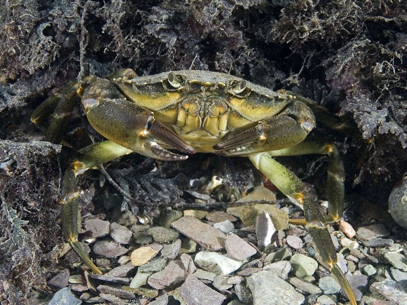 Species of the day: Common Shore Crab