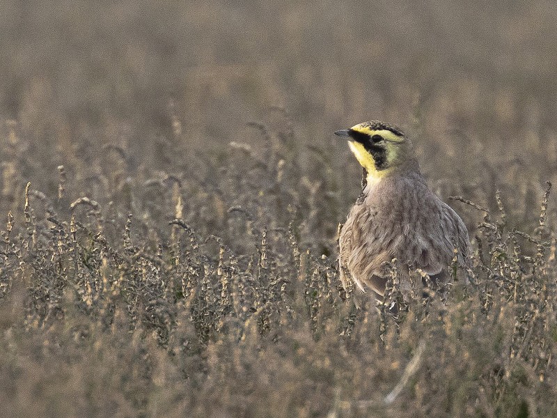 December 2020 - Rye Harbour Nature Reserve Sightings