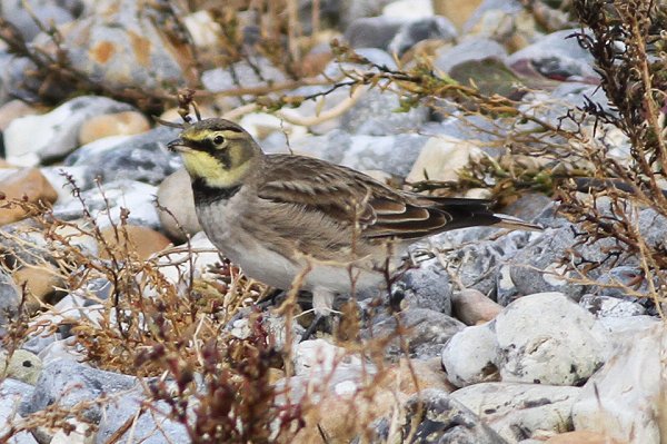 Rye Harbour Nature Reserve Sightings - January 2023