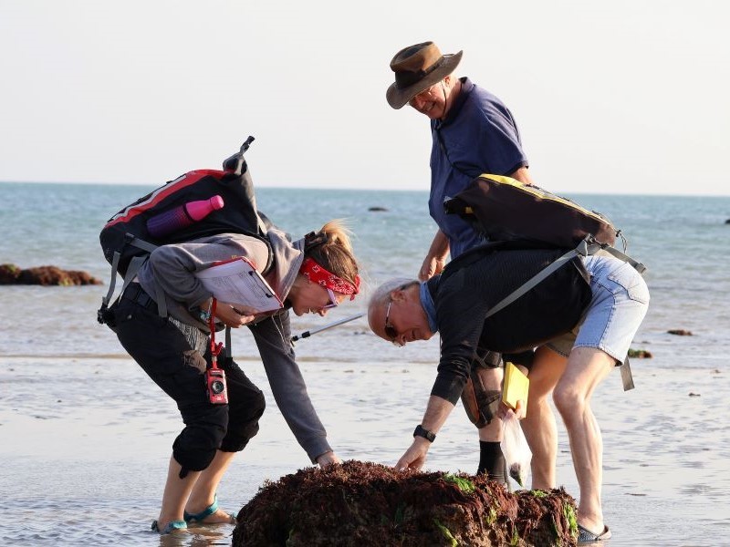 Training the wild trainers