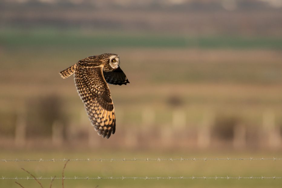 Short-eared Owl © Peter Brooks