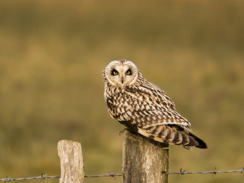 The nomadic Short-eared Owl