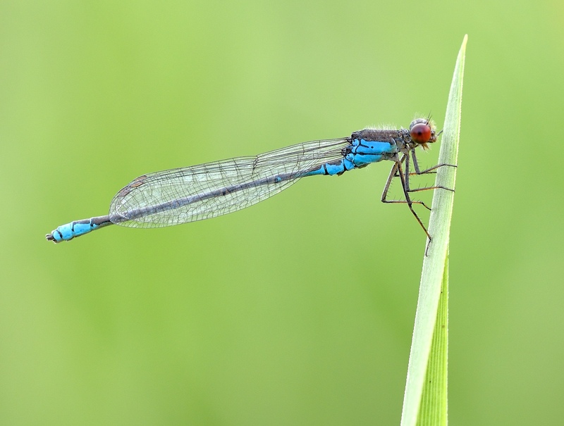 Small Red-eyed Damselfly © Bob Eade