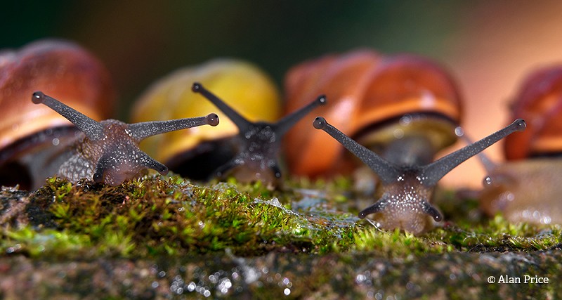 Snail Race