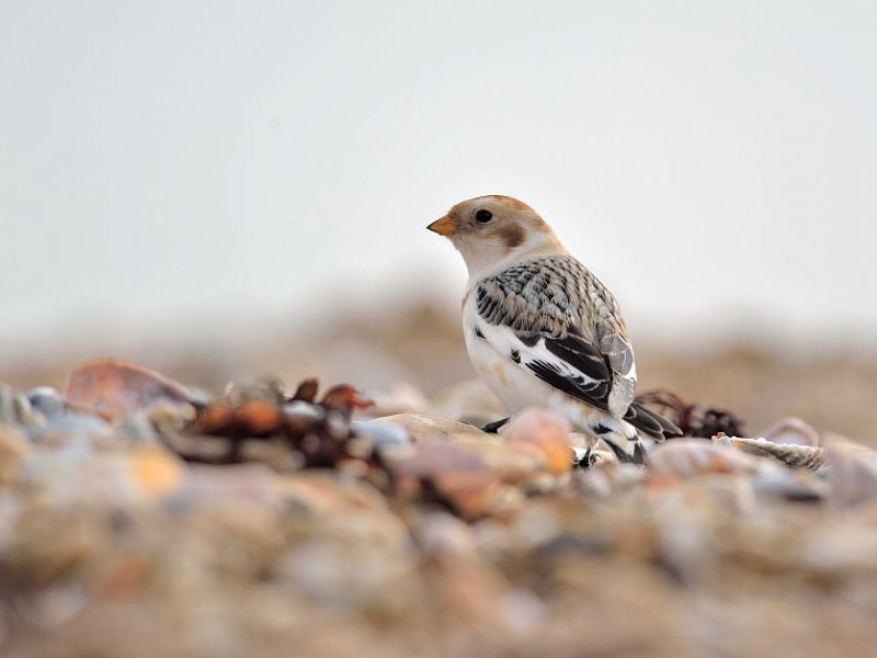 Snow bunting