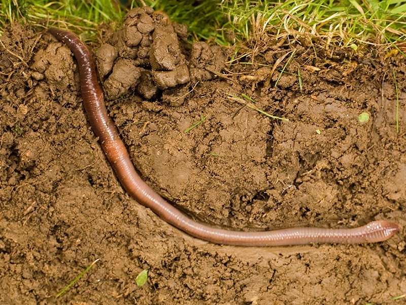 Soil