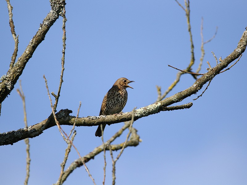 Species of the day: Song Thrush