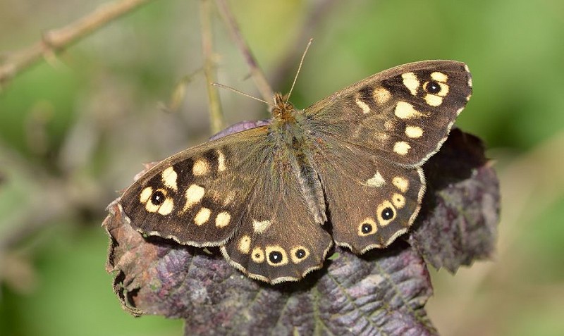Species of the day: Speckled Wood