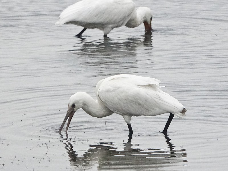 Review of 2018 at Rye Harbour Nature Reserve