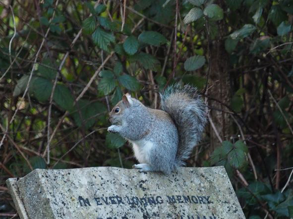 squirrel on a gravestone