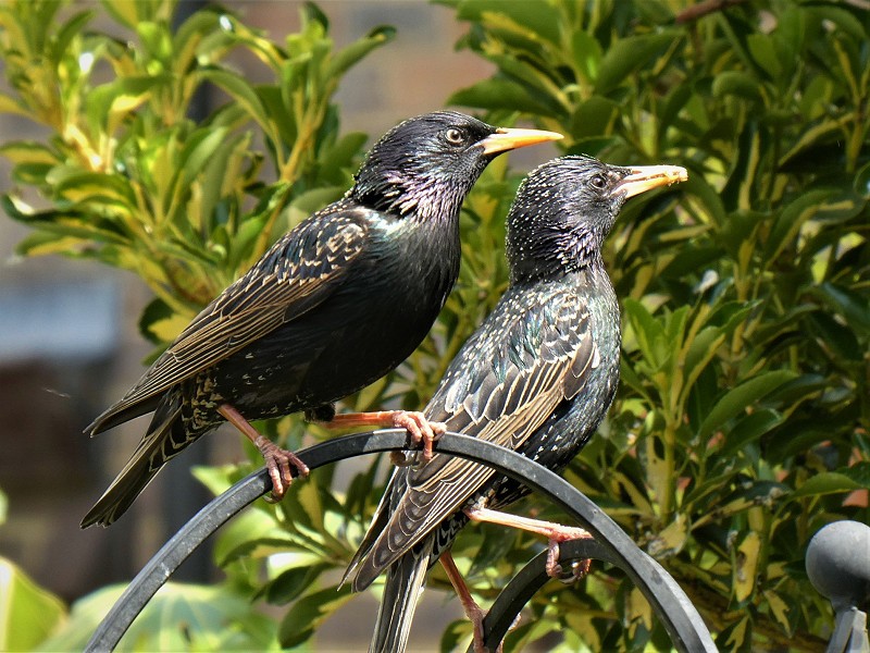 Corona Wildlife Diary: Day Sixty-two