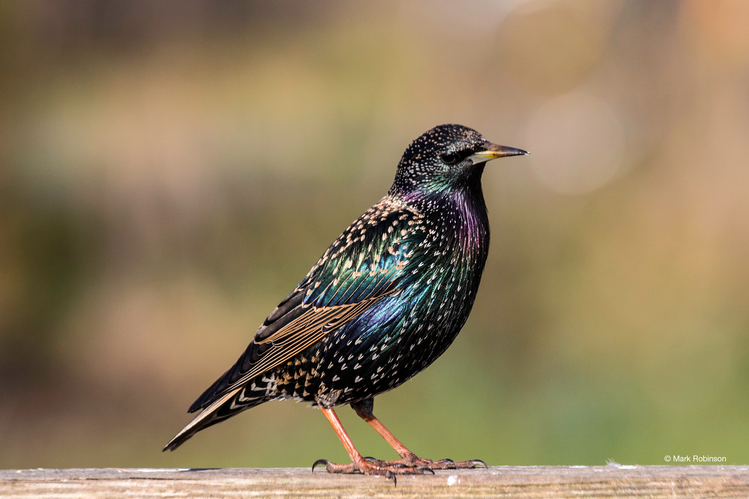 Starling (c) Mark Robinson